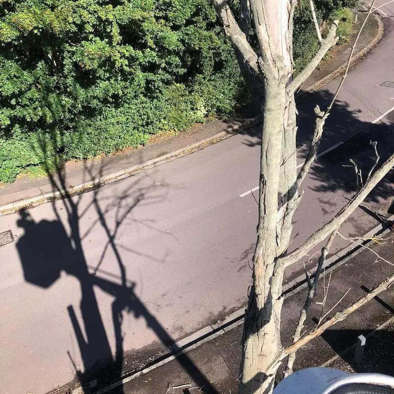 Dead trees overhanging road