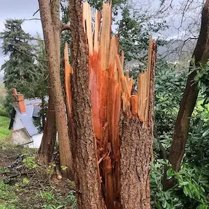 Emergency tree surgery and 24:7 call outs in devon and somerset