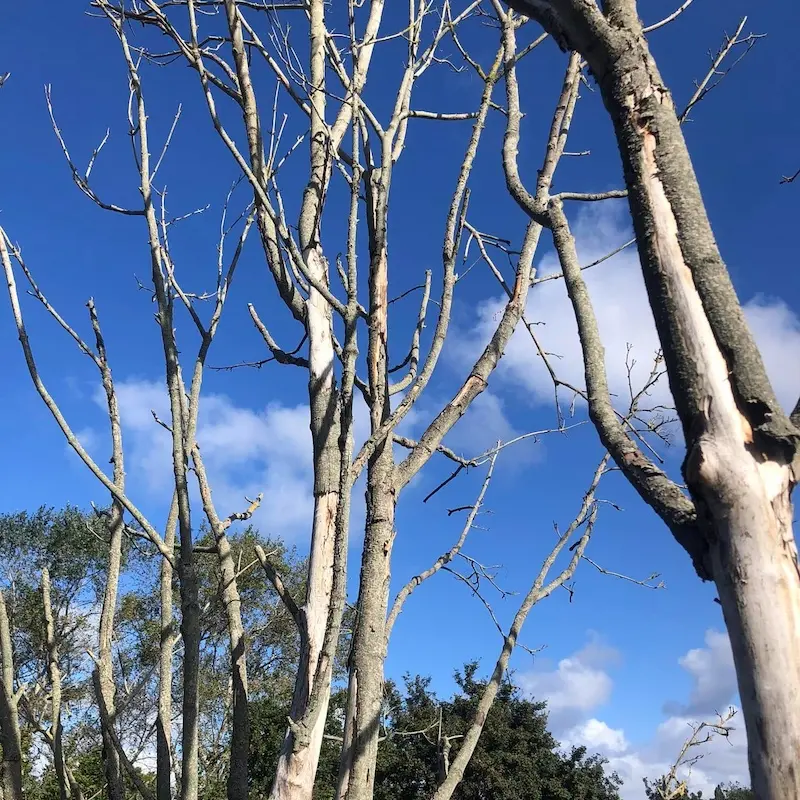 Hazardous dead roadside tree removal