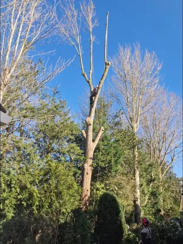 Large tree reductions