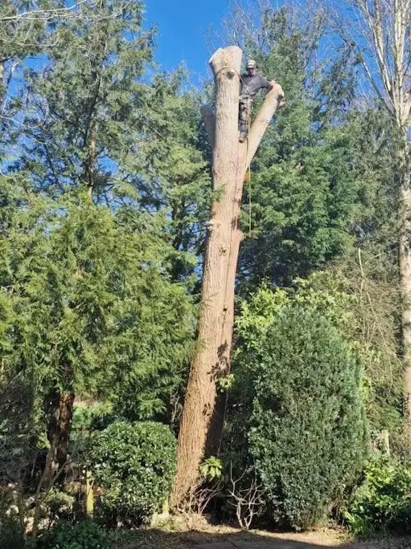 Pollarding large poplar trees