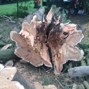 Professional tree felling services in somerset and devon