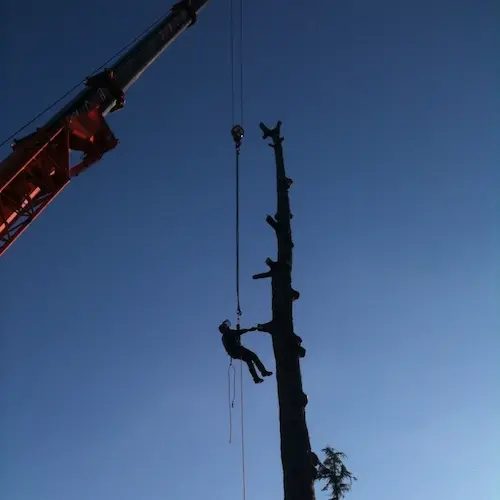Removal of large trees with crane