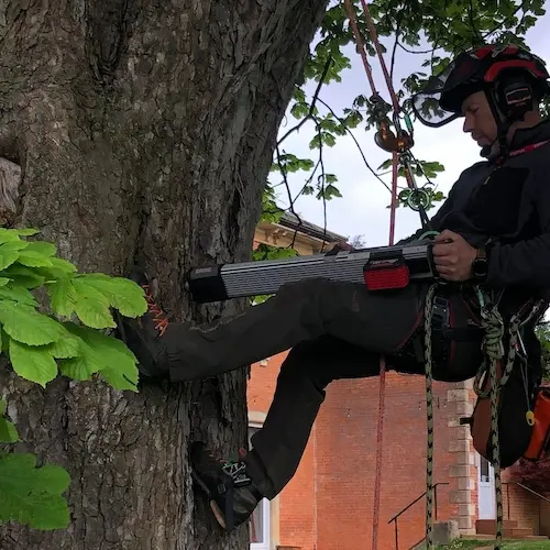 Resistograph decay detection of trees