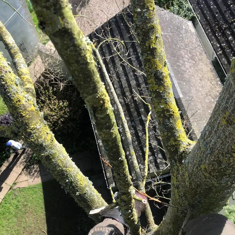 Rigging branches over buildings